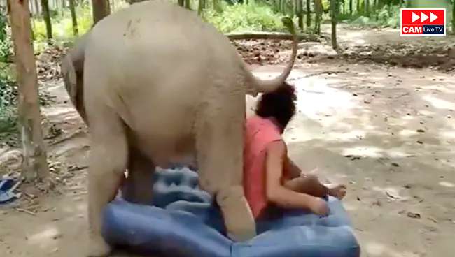 The man slept on the elephant’s mattress, Gajraj got angry on seeing him, kicked him and made him feel bad and then… – Watch Video